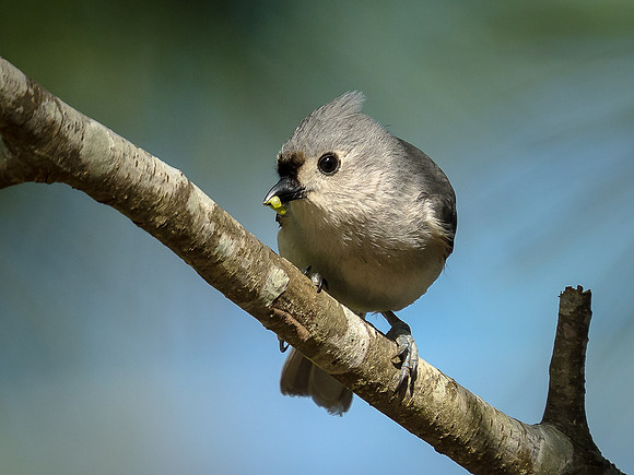 Tufted Titmouse