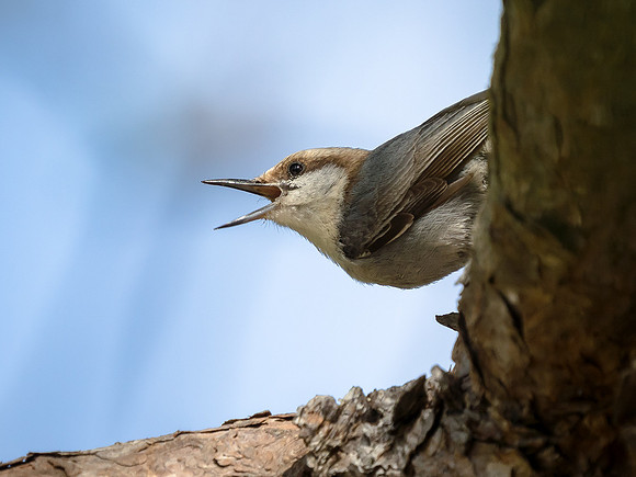 Brown-headed Nuthatch