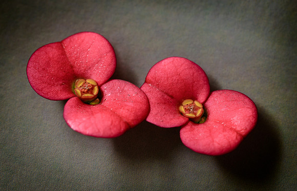 Crown of Thorns