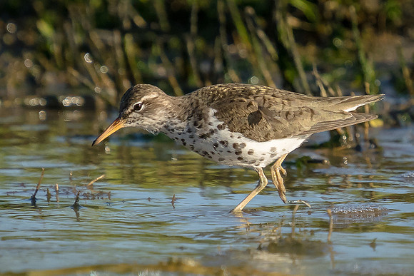 Spotted Sandpiper