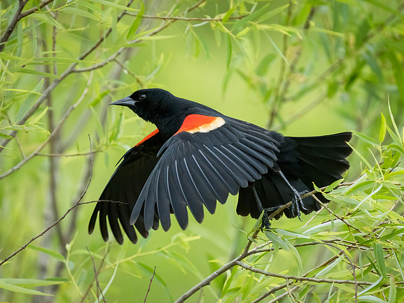 Red-winged Blackbird
