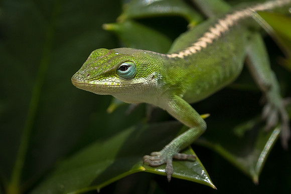 Carolina Anole
