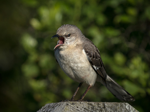 Northern Mockingbird