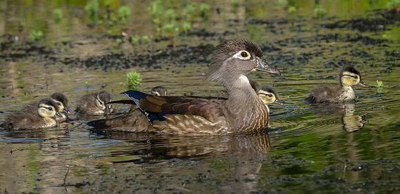 Wood Duck Family