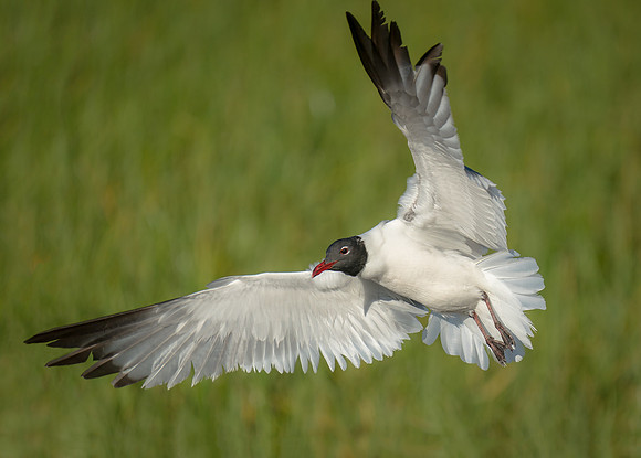 Landing