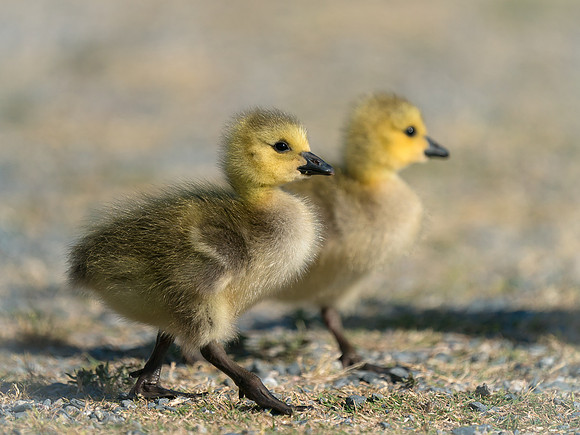 Goslings
