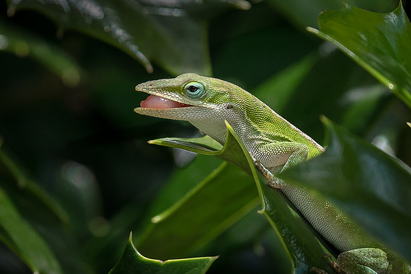 Carolina Anole