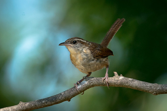 Carolina Wren
