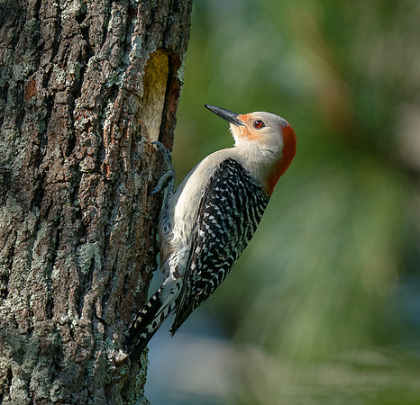 Red-bellied Woodpecker