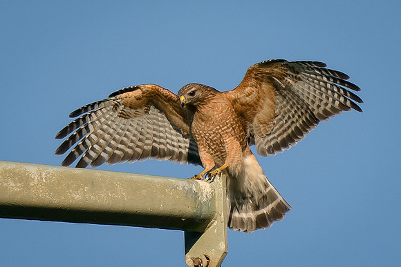 Red-shouldered Hawk