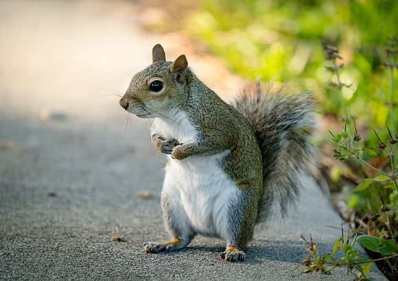 Curious Squirrel