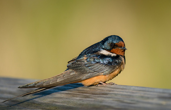 Barn Swallow