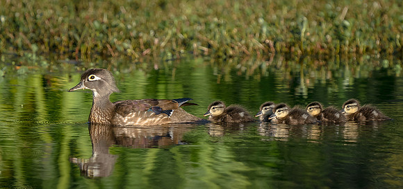 Wood Duck and Goslings