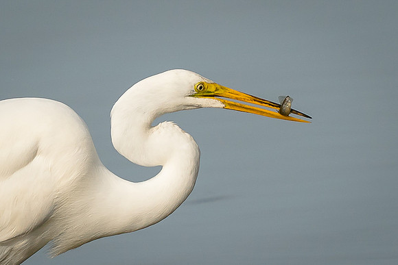 Great Egret
