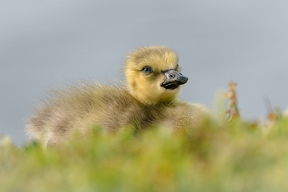 Gosling