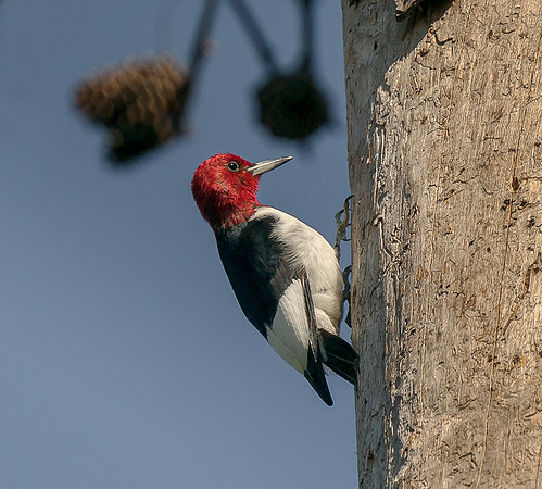 Red-headed Woodpecker
