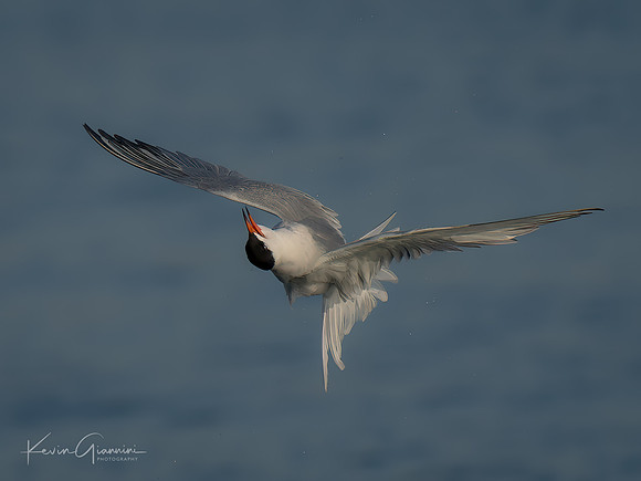 Common Tern