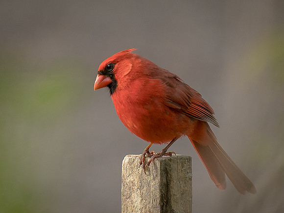 Northern Cardinal