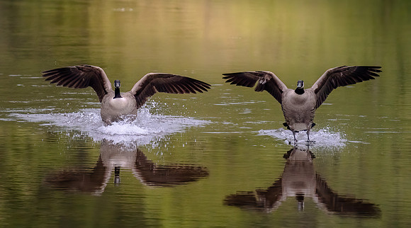 Canada Geese