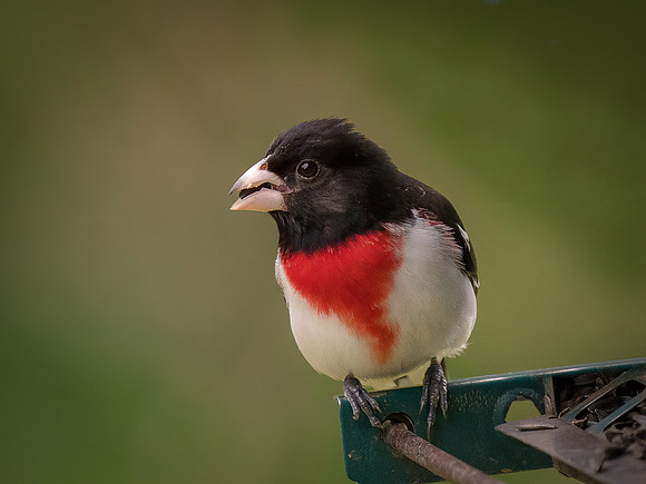 Rose-breasted Grosbeak