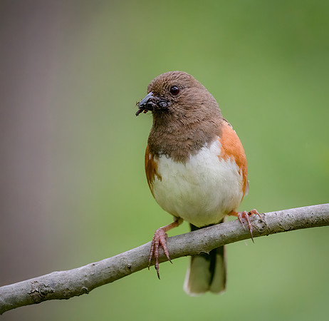 Eastern Towhee