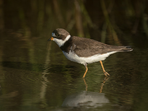 Semipalmated Plover