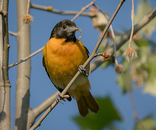 Baltimore Oriole