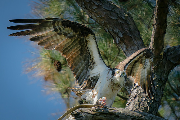 Osprey