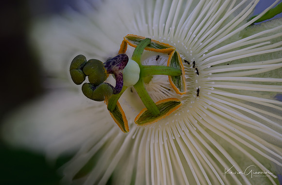 Floral Macro