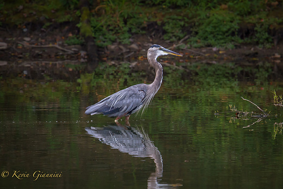 Great Blue Heron