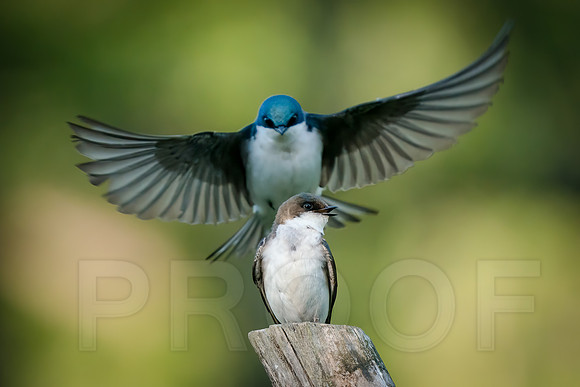 Tree Swallows