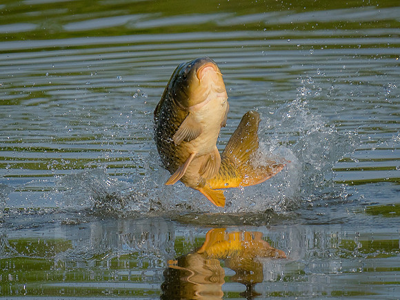 Carp leaping