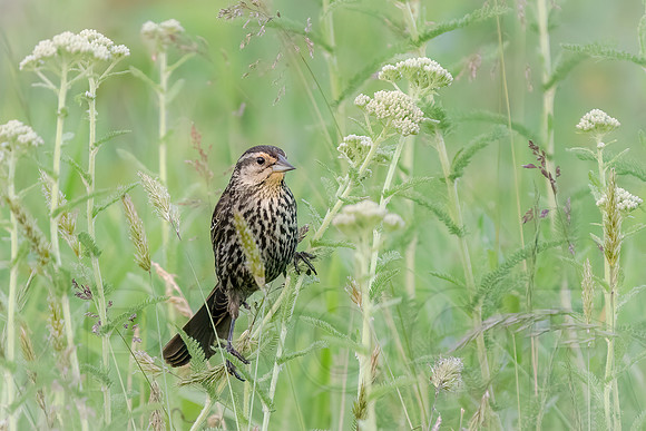 Red-winged Blackbird