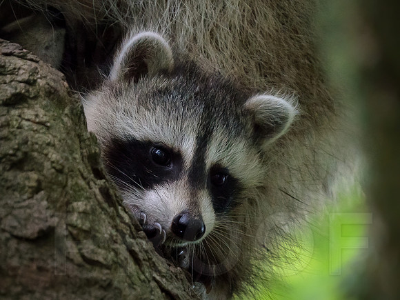 Baby Raccoon