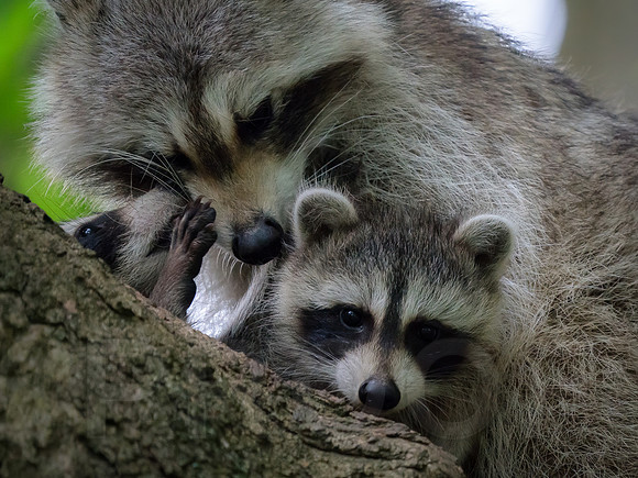 Raccoon Family