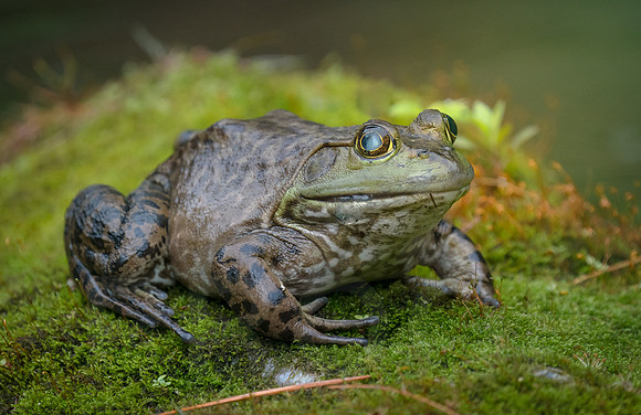 Bull frog