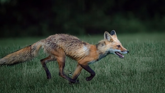 Red Fox