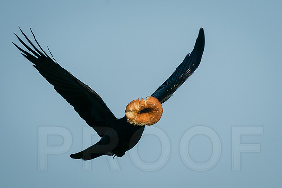 Crow with a Donut!