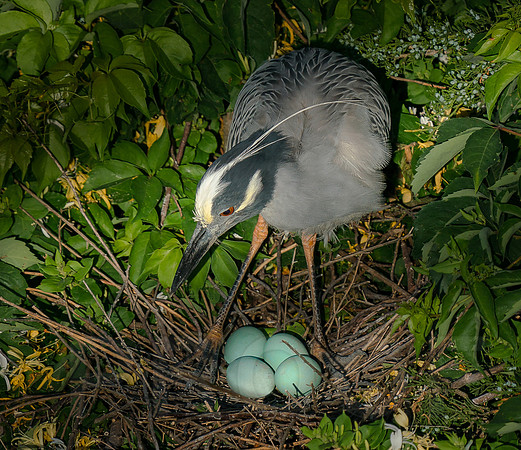 Yellow-crowned Night Heron with eggs