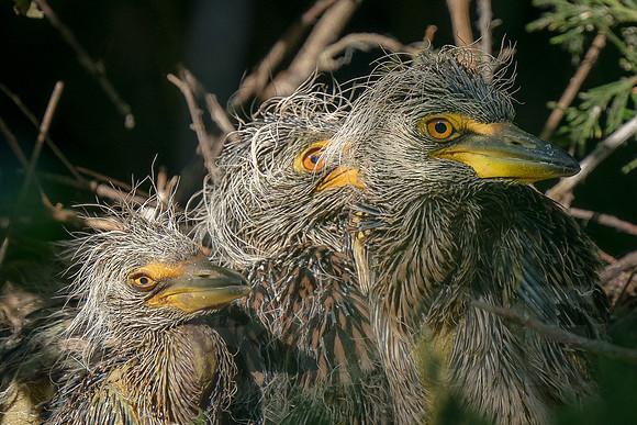 Yellow-crowned Night Heron chicks