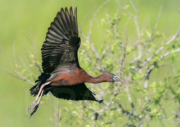 Glossy Ibis