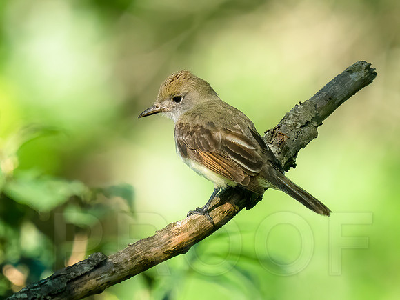 Great-crested Flycatcher