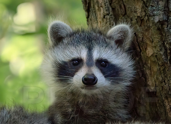 Baby Raccoon