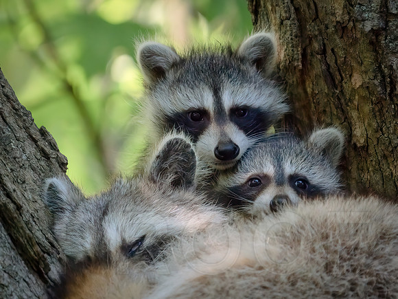 Raccoon Family