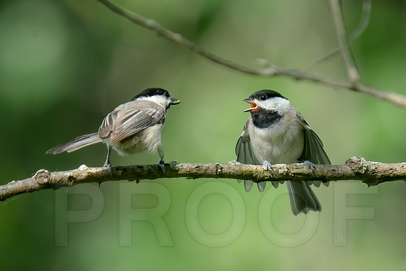 Black-capped Chickadees