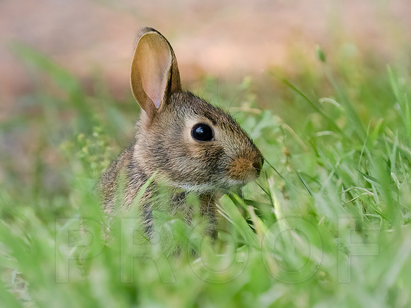 Bunny