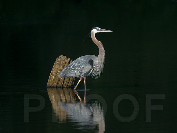 GBH
