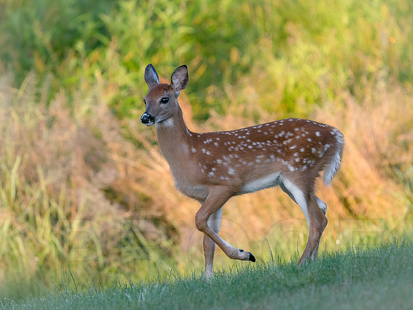 Fawn