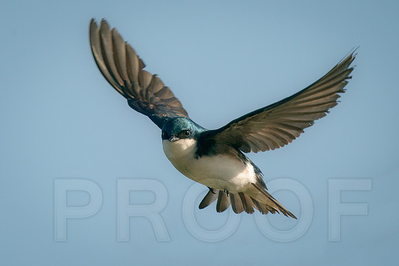 Tree Swallow