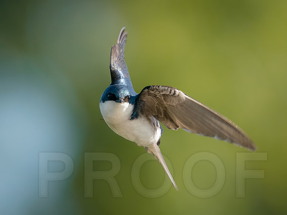 Tree Swallow